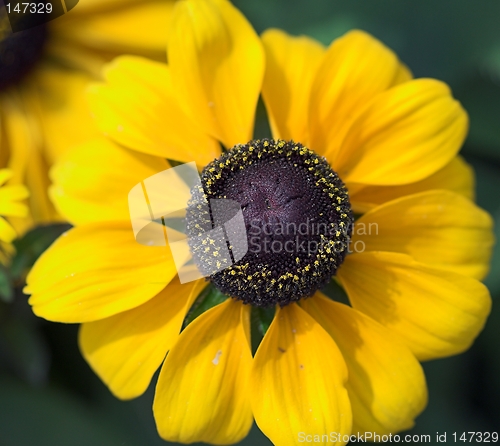 Image of Yellow flower
