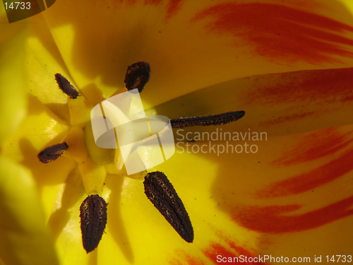 Image of Close-up of yellow-red tulip