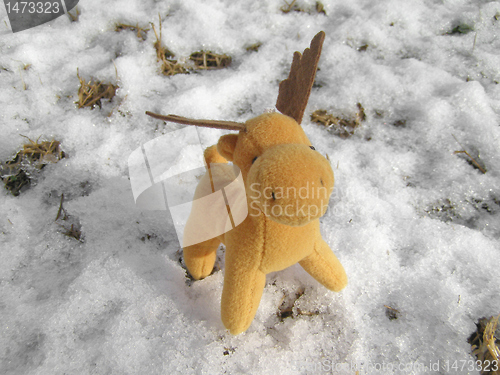 Image of Deer