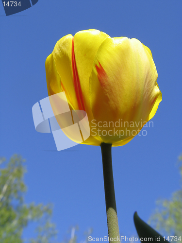 Image of Yellow Tulip on blue-sky background