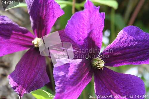 Image of Close up of clematis