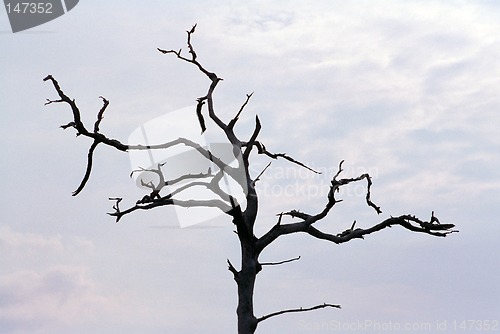 Image of Stark dead tree against gray sky