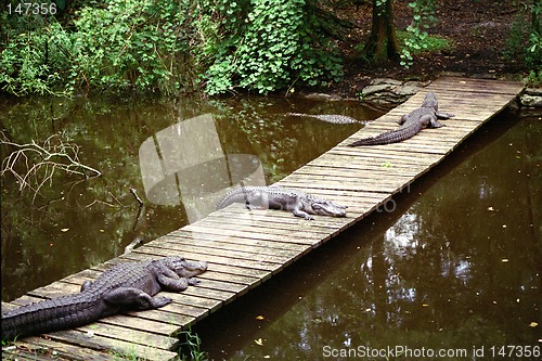 Image of Three aligators laying on bridge