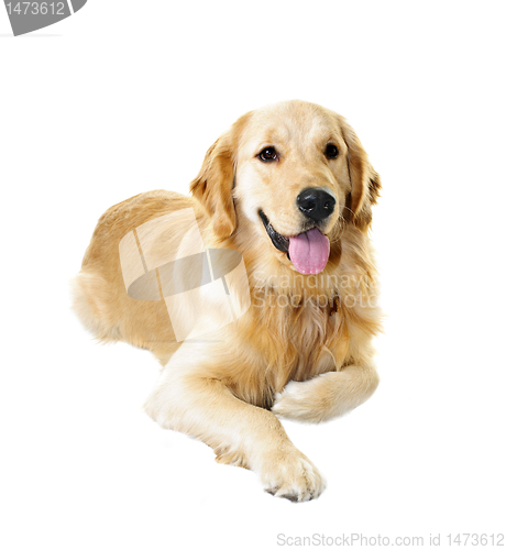 Image of Golden retriever dog