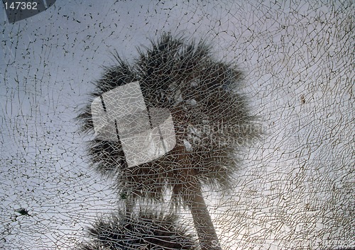 Image of Two palm trees against shattered glass