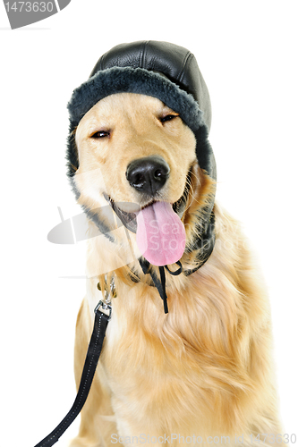 Image of Golden retriever dog wearing winter hat