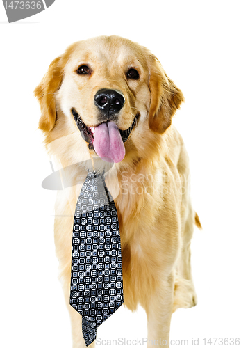 Image of Golden retriever dog wearing a tie