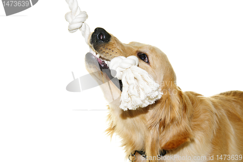 Image of Golden retriever dog biting rope toy