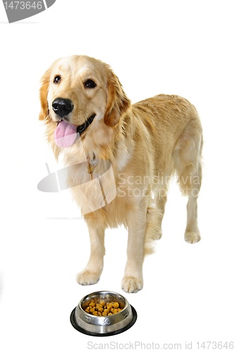Image of Golden retriever dog with food dish