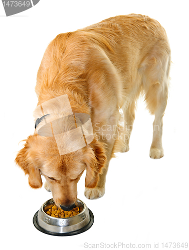 Image of Golden retriever eating dog food