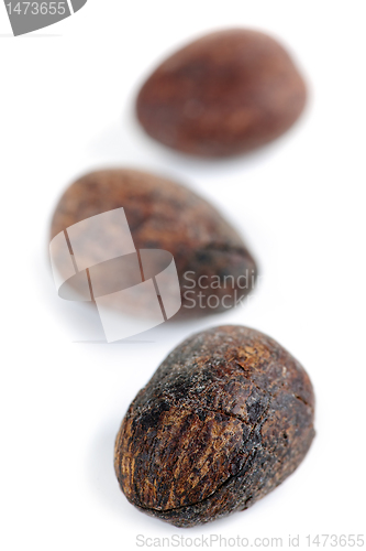 Image of Shea nuts