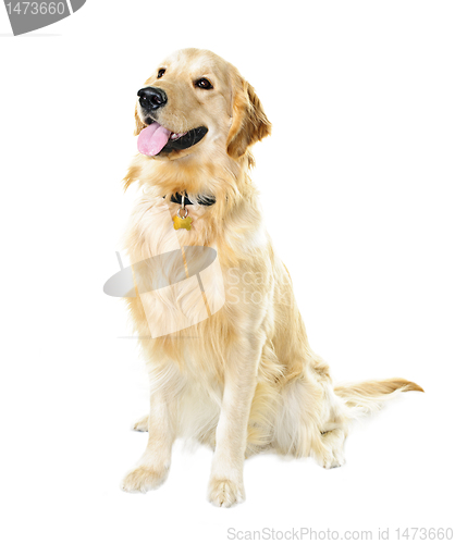 Image of Golden retriever dog