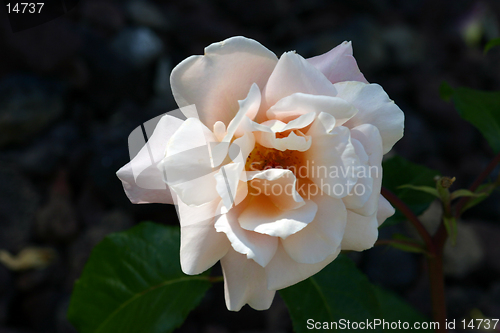 Image of Pink Rose