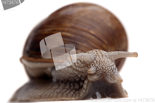 Image of big snail