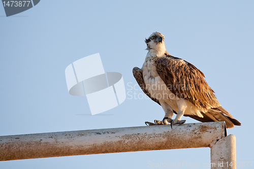 Image of sitting hawk