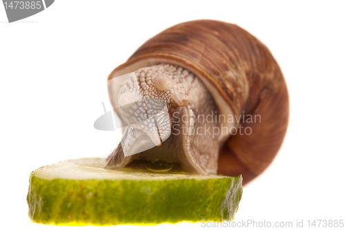 Image of snail eating piece of cucumber