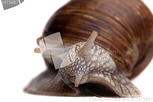 Image of snail portrait closeup