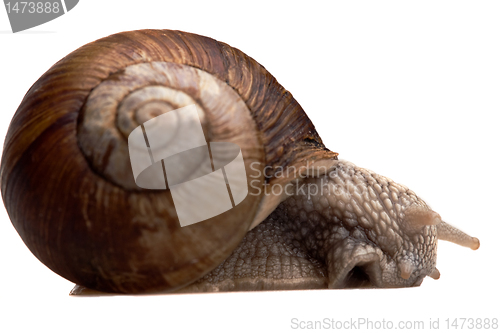 Image of big snail in profile