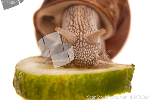 Image of eating snail closeup