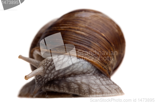 Image of shy snail