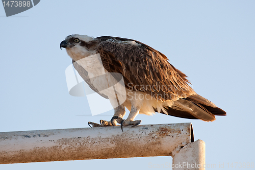 Image of big fish hawk