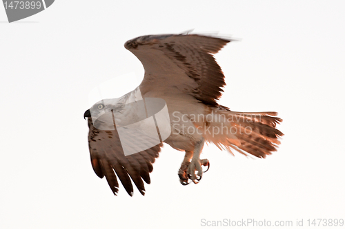 Image of flying fish hawk