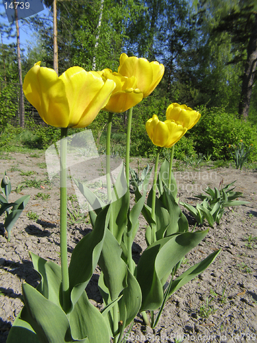 Image of Yellow Tulips