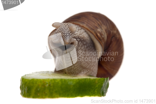 Image of snail with a piece of cucumber