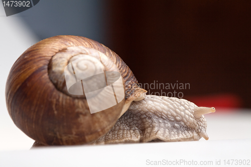 Image of crawling snail