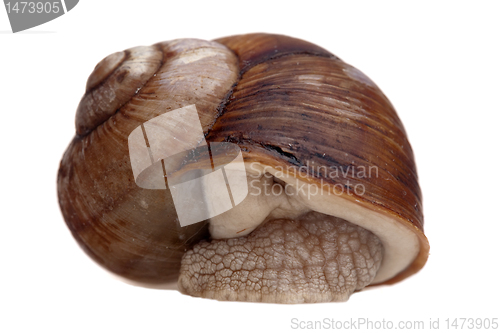 Image of snail cochlea