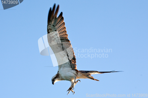 Image of flying hawk