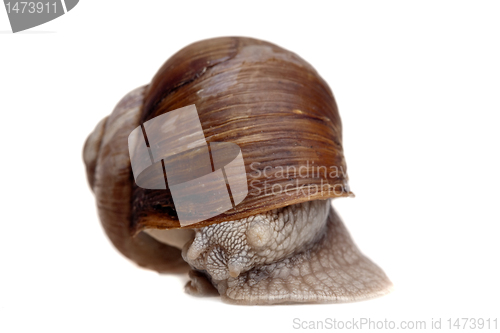 Image of snail