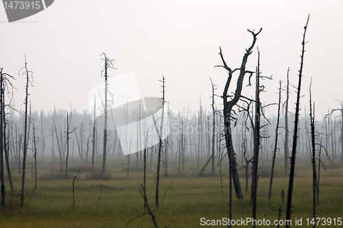 Image of marsh