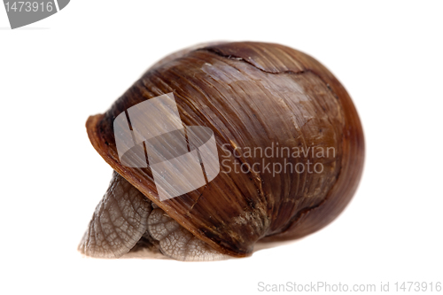 Image of hidden snail