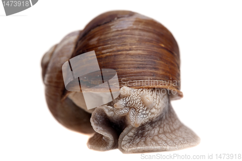 Image of snail portrait closeup