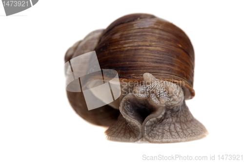 Image of snail portrait