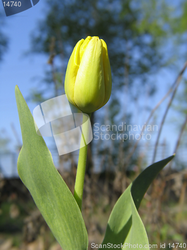 Image of Yellow Tulip