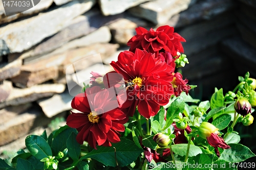 Image of wasp on a flower