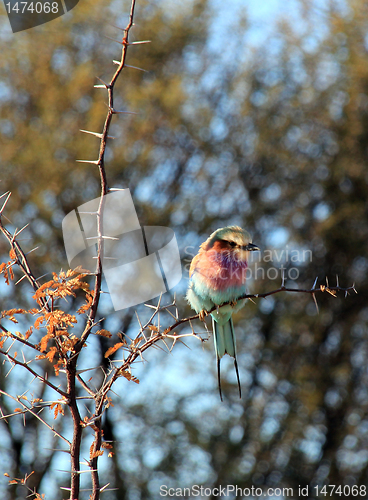 Image of Bird on a Wire