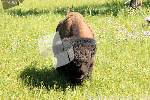Image of Bison Approaching