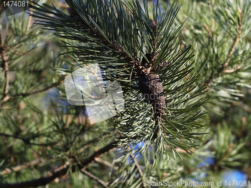 Image of pine tree