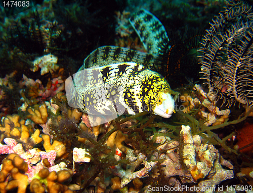 Image of Clouded Moray