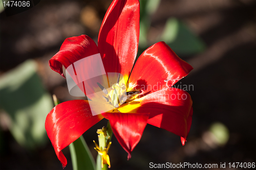 Image of Tulip bud close-up
