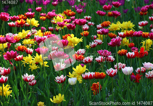 Image of Multicolor tulips