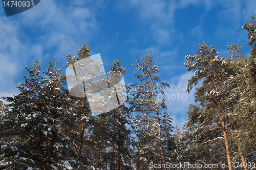 Image of Winter pine forest