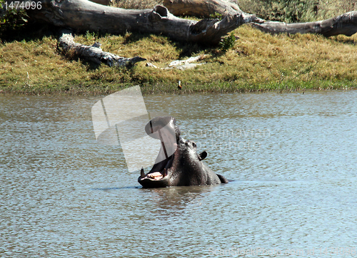 Image of Gaping Hippo