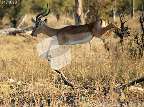 Image of Impala Jumping