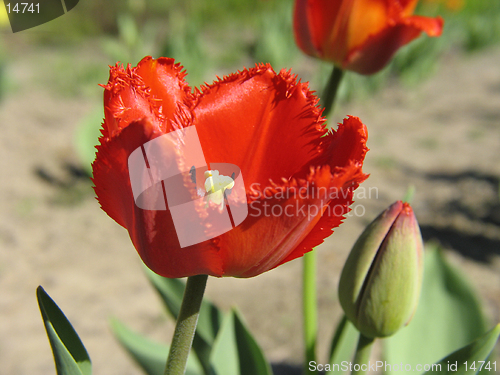 Image of Red double Tulip