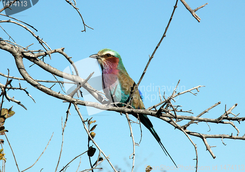 Image of Lilac-breasted Roller