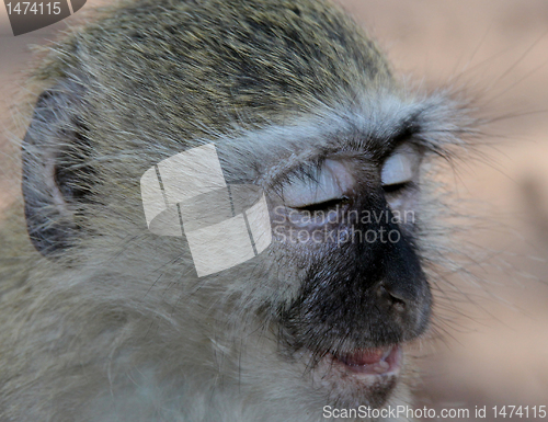 Image of Vervet Monkey